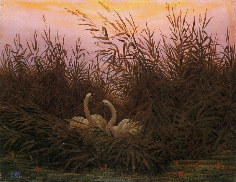 Cisnes en los juncos al amanecer - Caspar David Friedrich