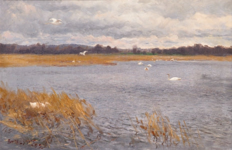 Cisnes en un arroyo - Bruno Liljefors