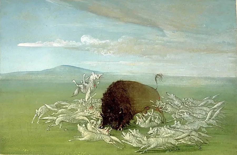 Lobos blancos atacan a un bisonte macho - George Catlin