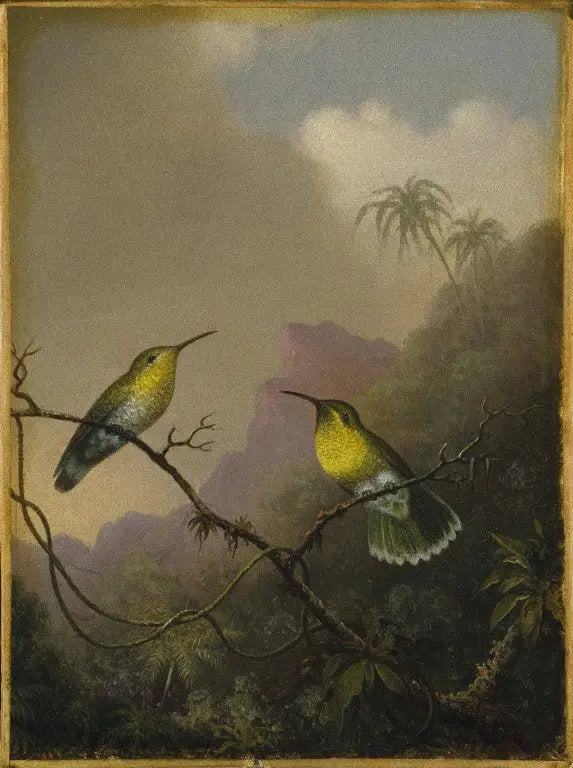 Dos colibríes: el amazili de cola cobreada - Martin Johnson Heade