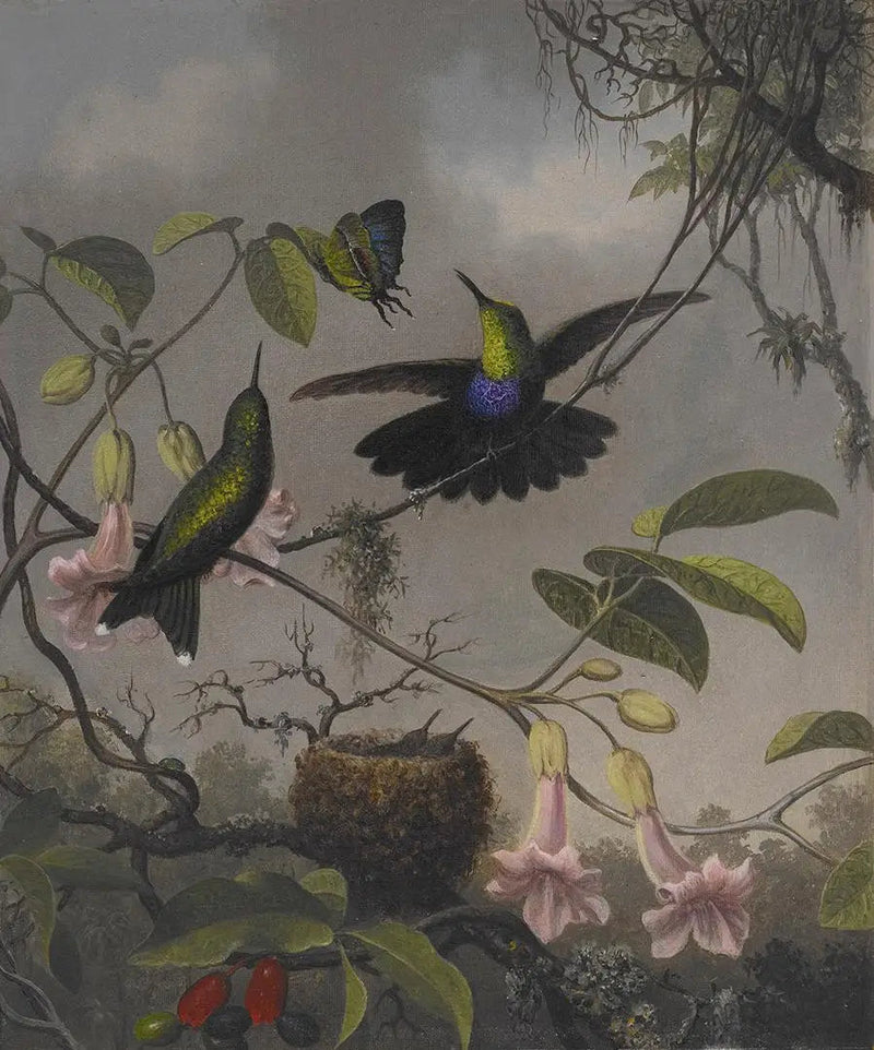 Dryada con cola bifurcada - Martin Johnson Heade