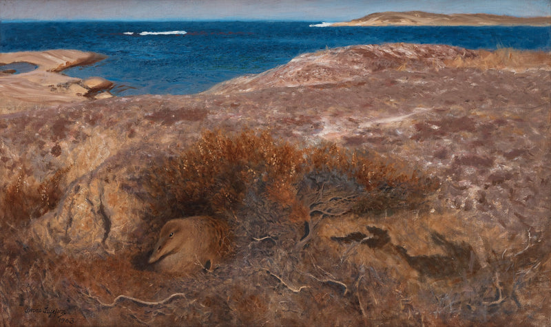 Eider melancólico - Bruno Liljefors