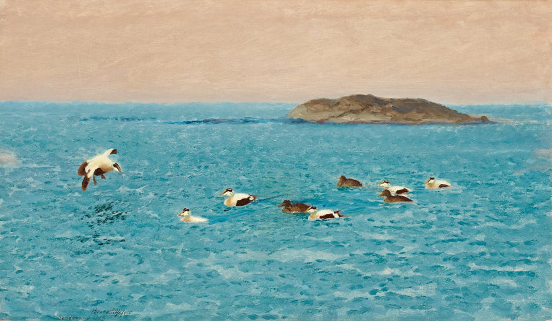 Eideres comunes en el archipiélago exterior - Bruno Liljefors