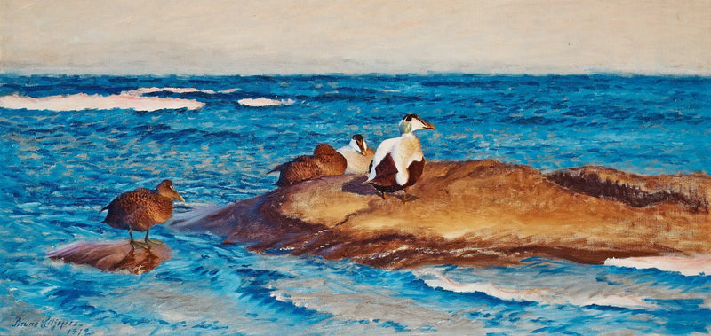 Eiders en islotes - Bruno Liljefors