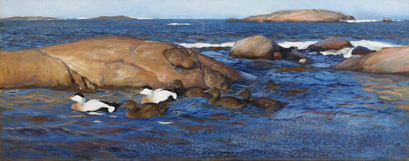 Eiders en islotes rocosos - Bruno Liljefors