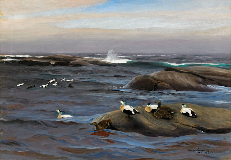 Eiders en un islote rocoso - Bruno Liljefors