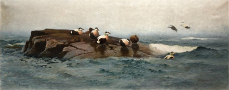 Eiders en la isla - Bruno Liljefors