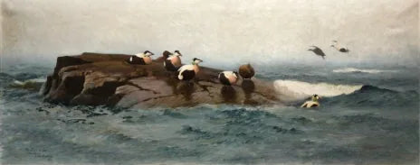 Eiders en la isla - Bruno Liljefors