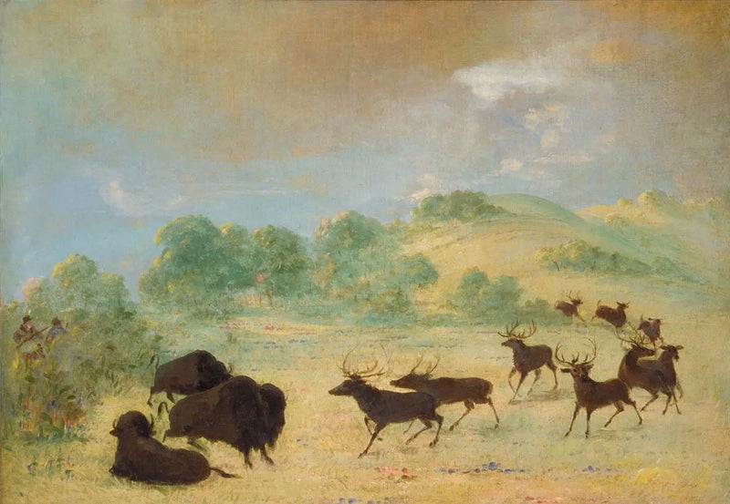 Élan y bisonte conociéndose, Texas - George Catlin