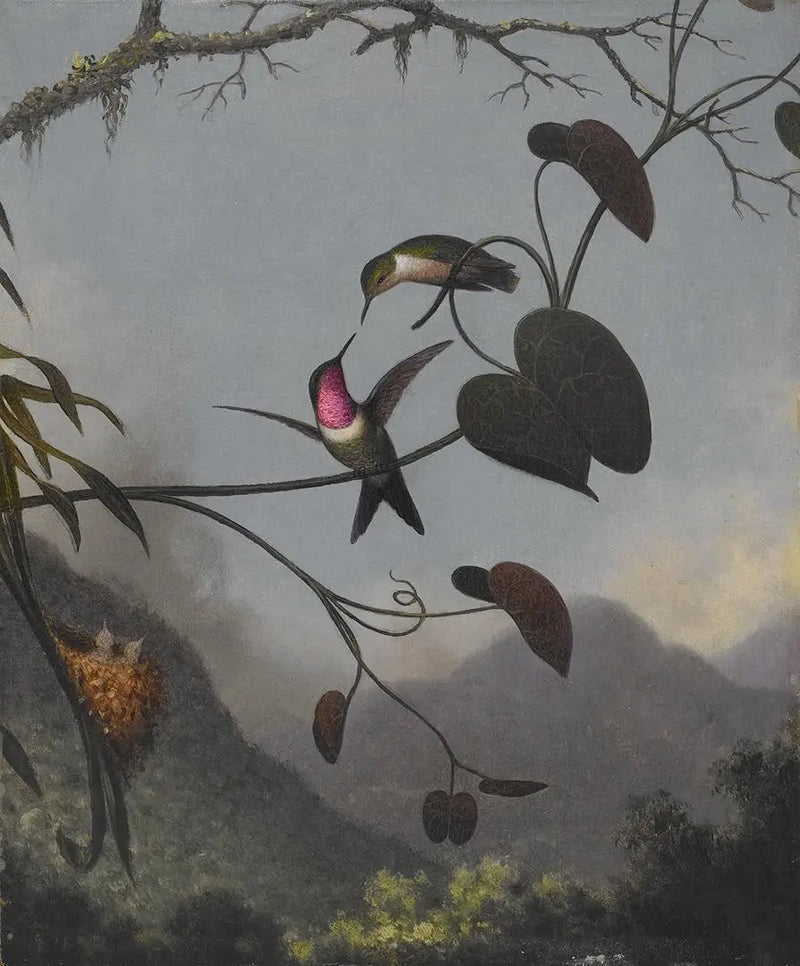 Estrella de madera amatista - Martin Johnson Heade