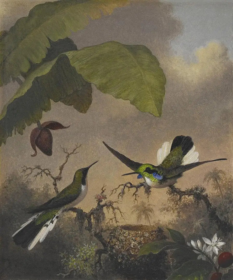 Hada de orejas negras - Martin Johnson Heade
