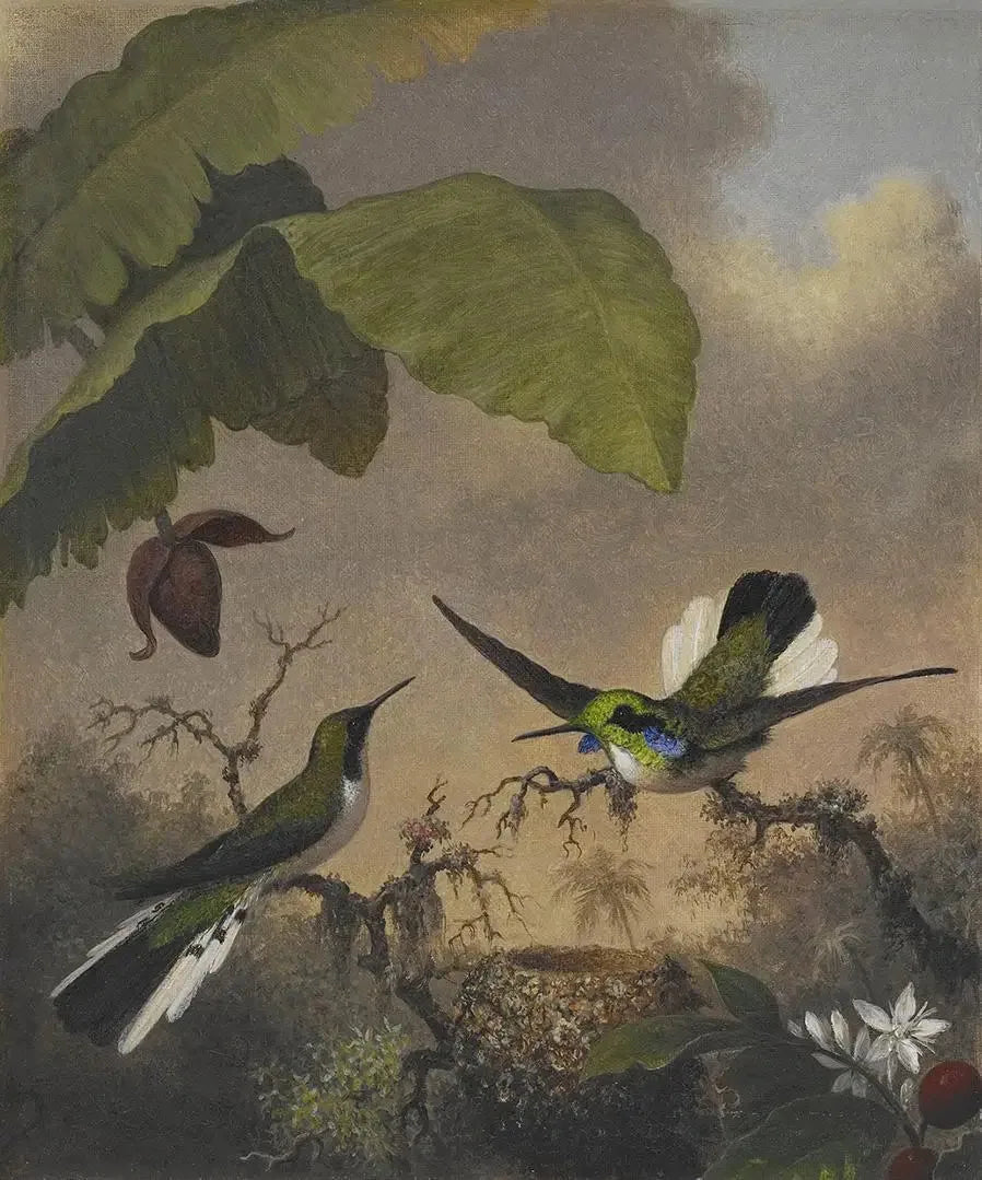 Hada de orejas negras - Martin Johnson Heade