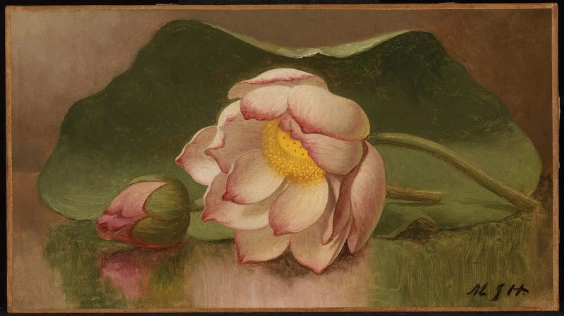 Flor de loto - Martin Johnson Heade