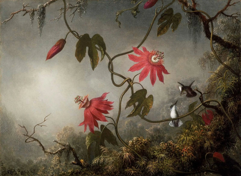 Flores de la pasión y colibríes - Martin Johnson Heade