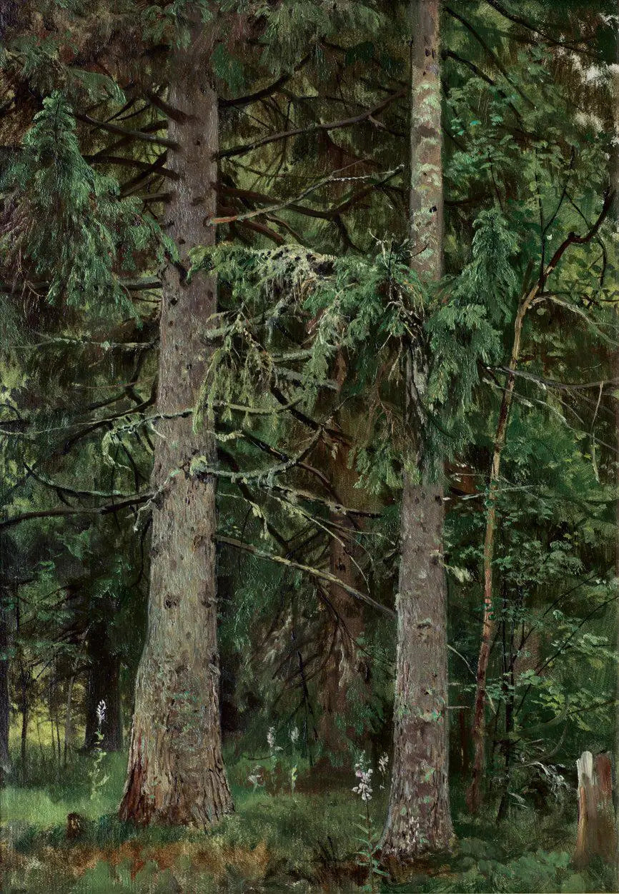 Bosque de abetos - Ivan Chichkine