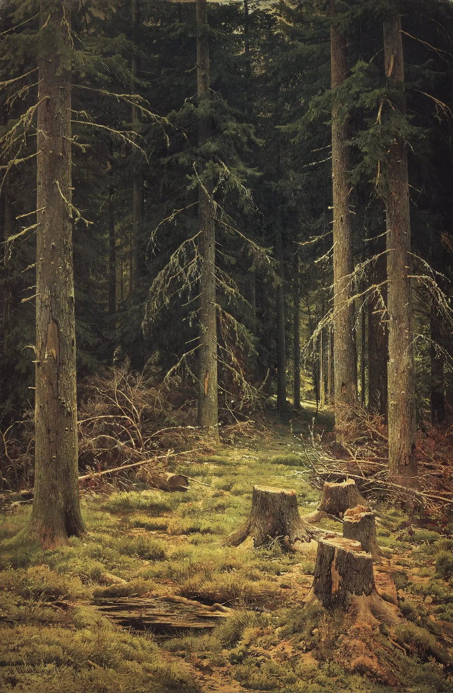 Bosque de coníferas - Ivan Chichkine