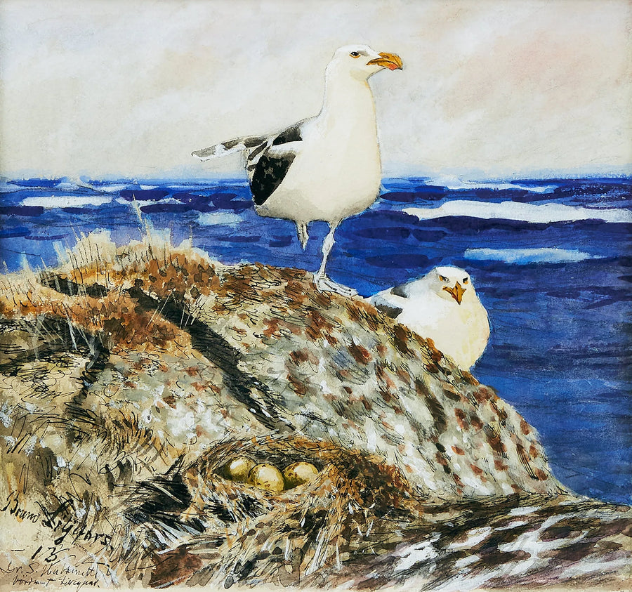 Grandes gaviotas de lomo negro - Bruno Liljefors