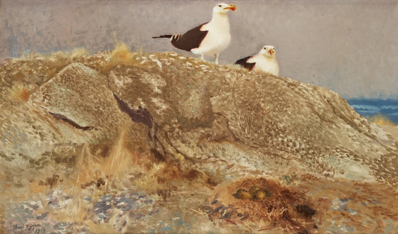 Grandes gaviotas de lomo negro - Bruno Liljefors