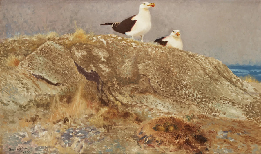 Grandes gaviotas de lomo negro - Bruno Liljefors