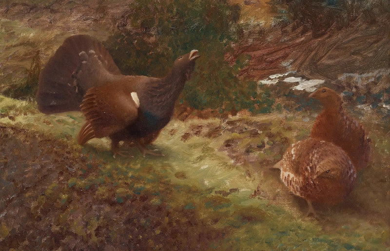 Urogallo occidental en lekking - Bruno Liljefors