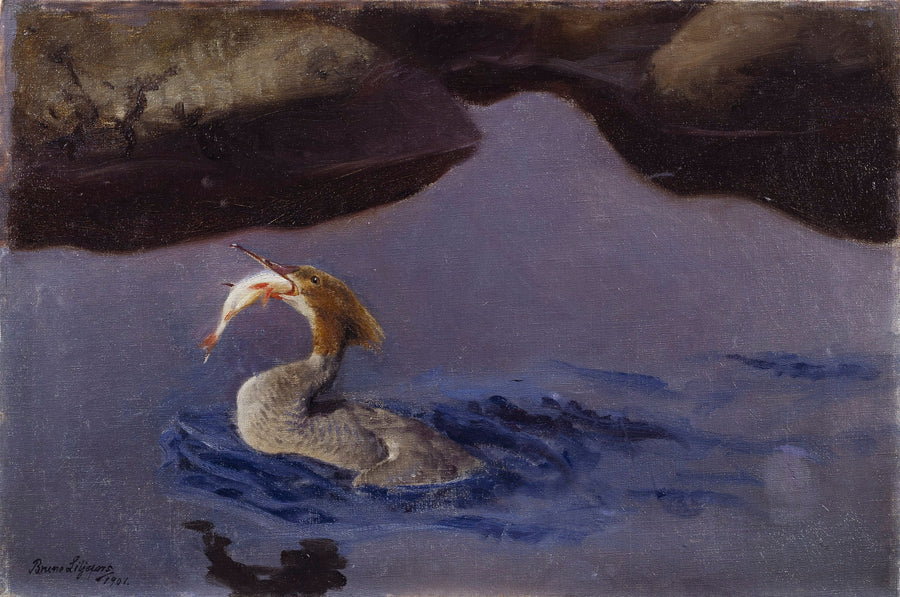 Pollo de agua hembra - Bruno Liljefors