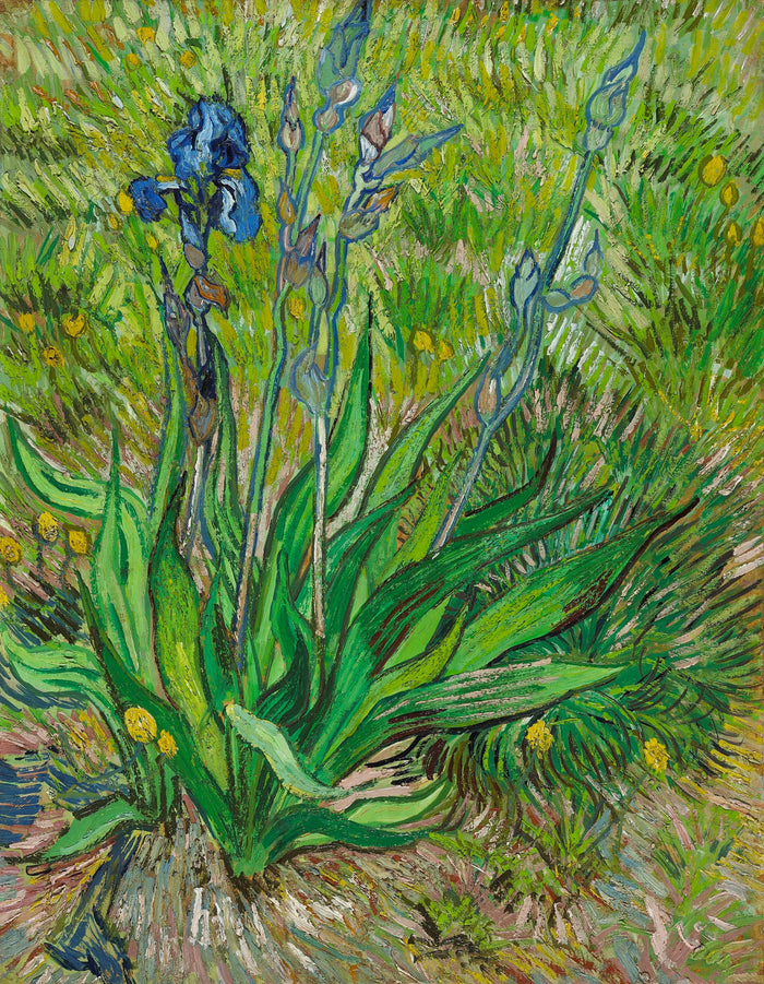 El Iris, F601 - Vincent van Gogh