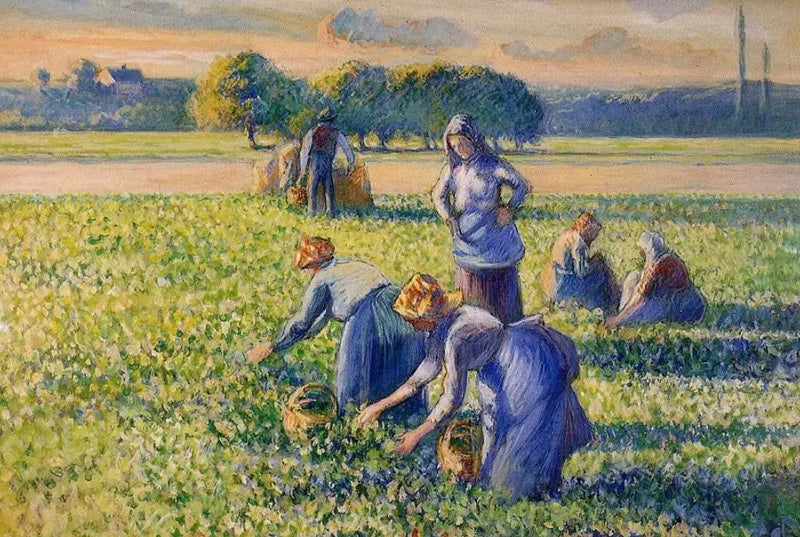 La Cosecha de los guisantes - Camille Pissarro