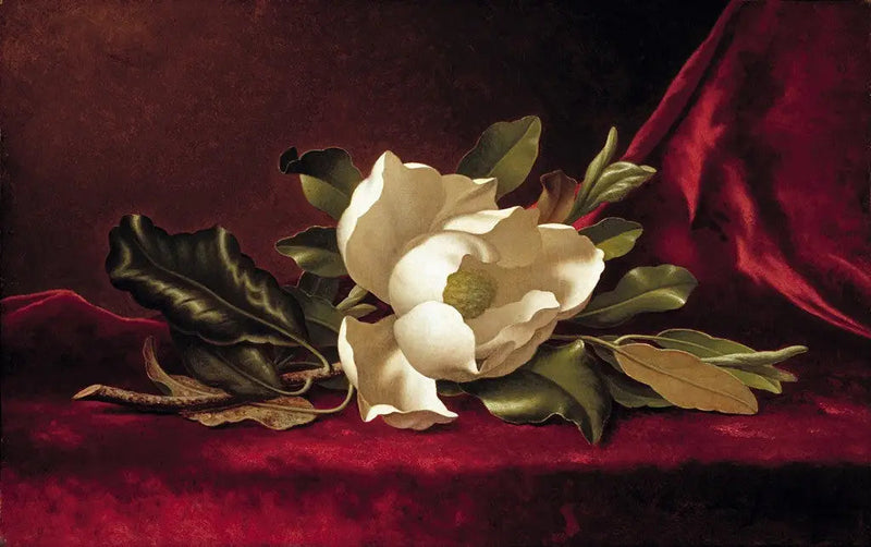 La flor de magnolia - Martin Johnson Heade