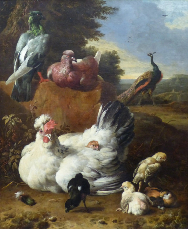 La gallina blanca - Melchior de Hondecoeter