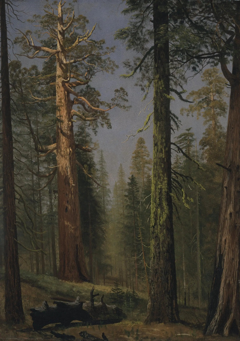 El secuoya gigante Grizzly, Bosque de Mariposa, California - Albert Bierstadt