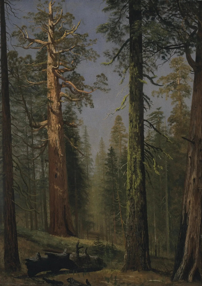 El secuoya gigante Grizzly, Bosque de Mariposa, California - Albert Bierstadt
