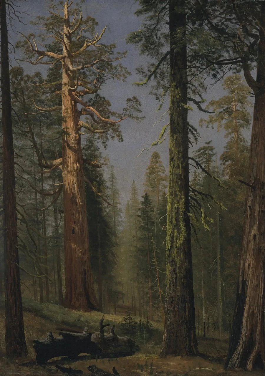 El secuoya gigante Grizzly, Bosque de Mariposa, California - Albert Bierstadt