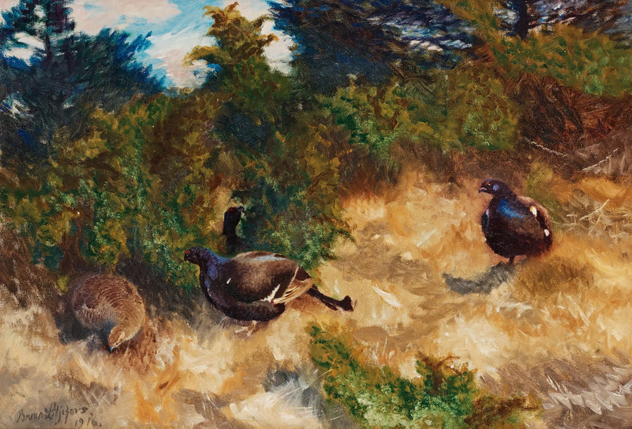 Lekling del urogallo negro - Bruno Liljefors