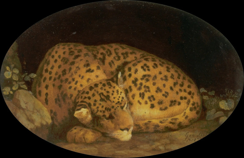 Leopardo durmiendo - George Stubbs