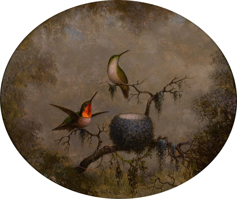 Los colibríes y su nido - Martin Johnson Heade