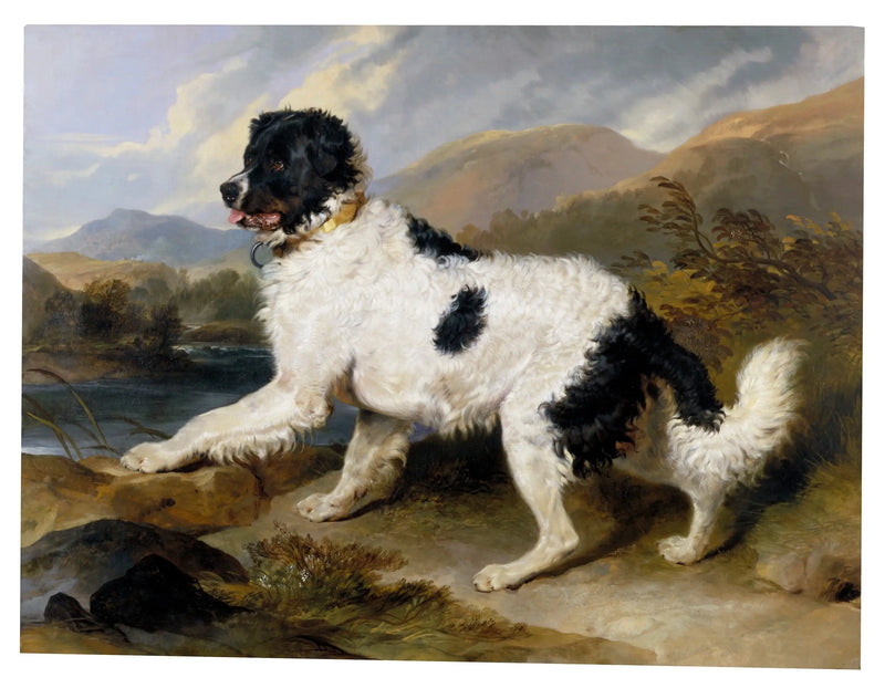 'León', un perro de Terranova - Edwin Henry Landseer