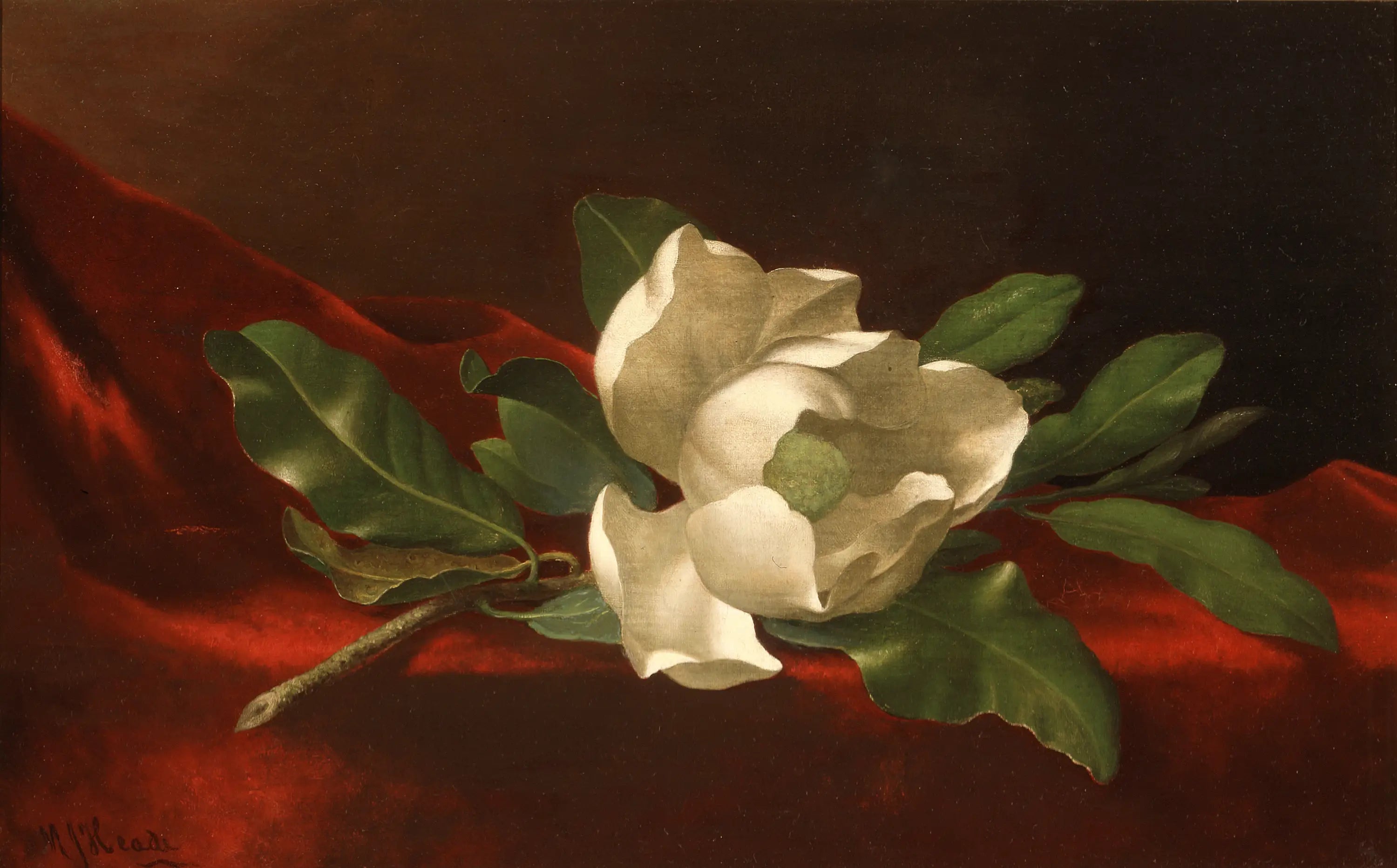 Magnolia - Martin Johnson Heade - Alpha Reproduction