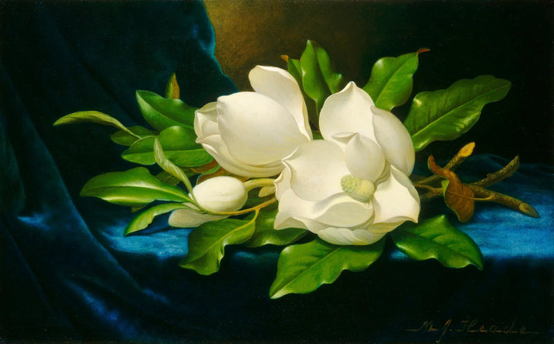 Magnolias gigantes sobre terciopelo azul - Martin Johnson Heade