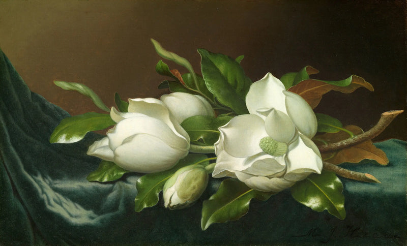 Magnolias sobre tela de terciopelo azul claro - Martin Johnson Heade