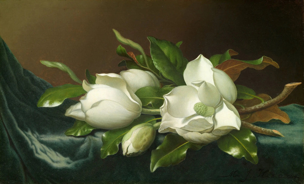 Magnolias sur tissu de velours bleu clair - Martin Johnson Heade image 1 reproduction réalisée par Alpha Reproduction