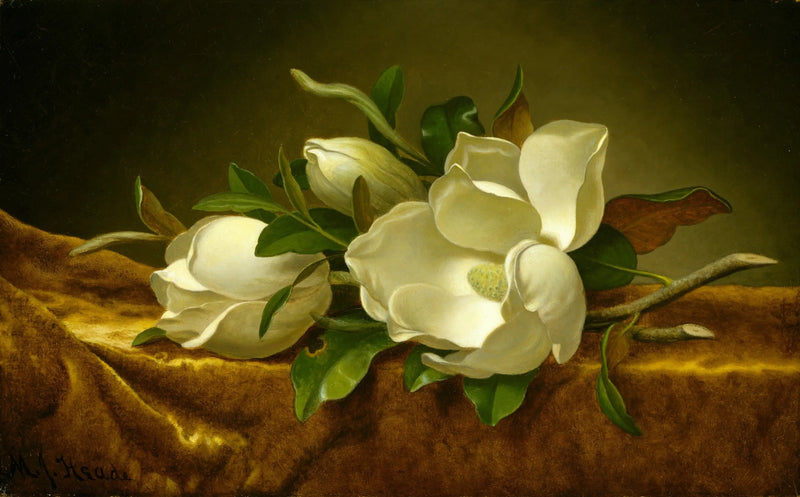 Magnolias sobre tela de terciopelo dorado - Martin Johnson Heade