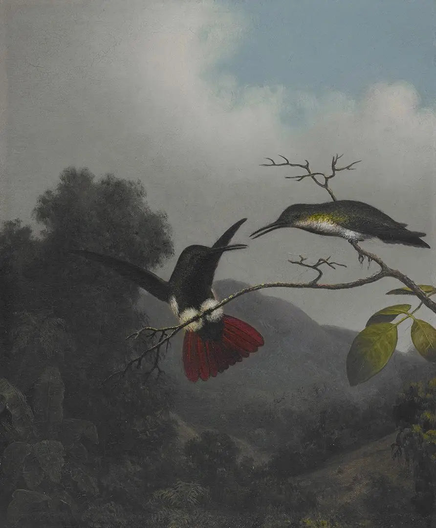 Mangue à gorge noire - Martin Johnson Heade - Alpha Reproduction