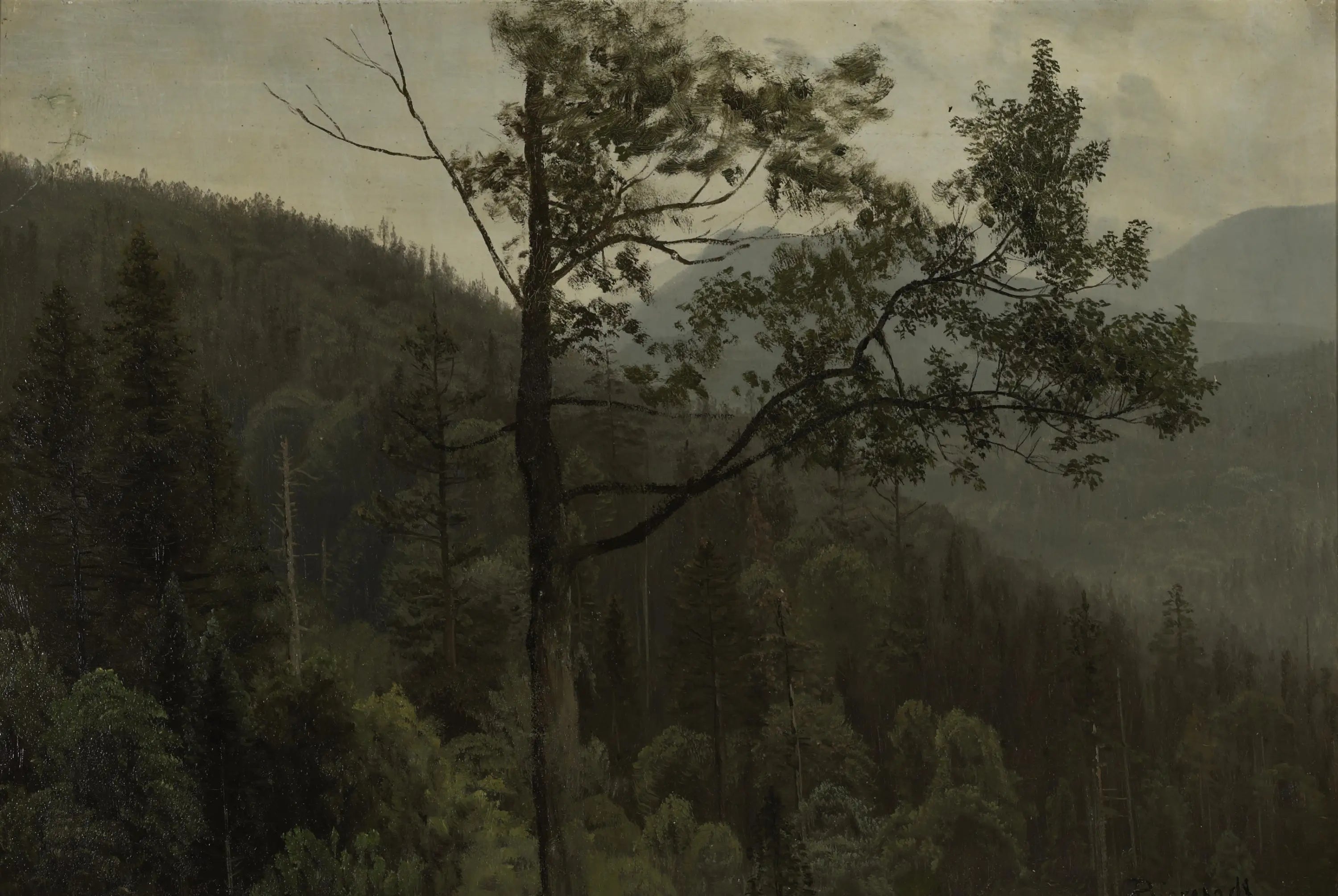 Montagnes couvertes d'arbres - Albert Bierstadt image 1 reproduction d’œuvre d’art à l’huile