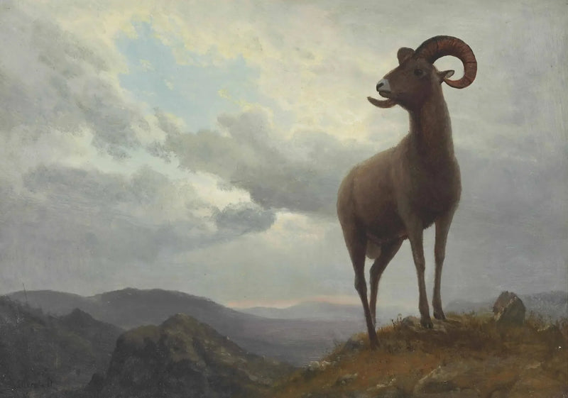 Oveja con cuernos largos - Albert Bierstadt