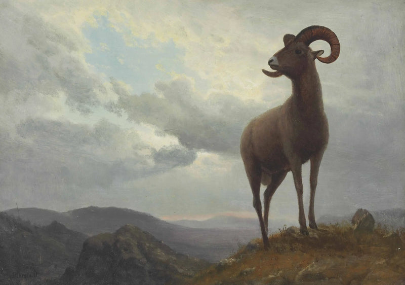 Oveja con cuernos largos - Albert Bierstadt