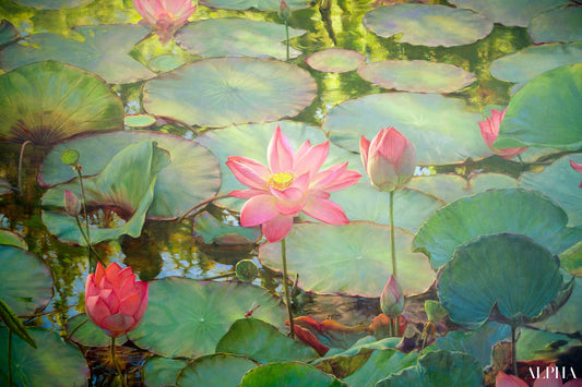 Découvrez Water Lilies and Lotuses II – Somchai | 200 x 150 cm Reproductions de tableaux à la peinture à l’huile