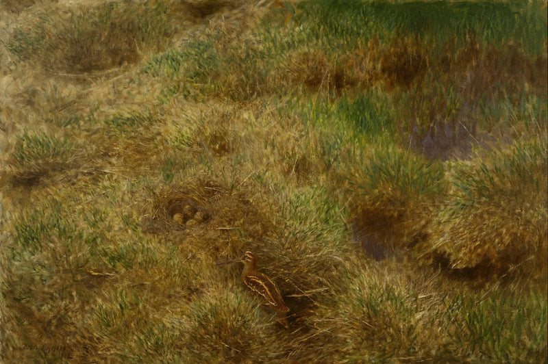 Nido de agachadizas - Bruno Liljefors