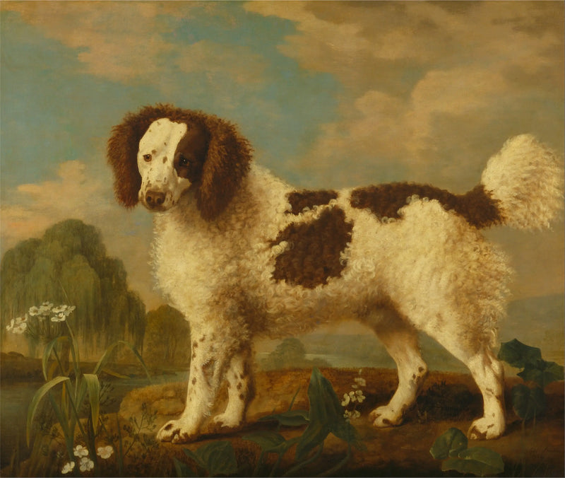 Norfolk o Water Spaniel marrón y blanco - George Stubbs