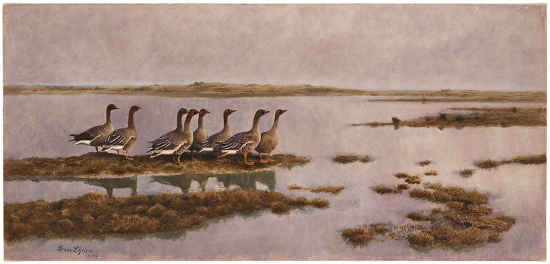 Gansos en humedales - Bruno Liljefors