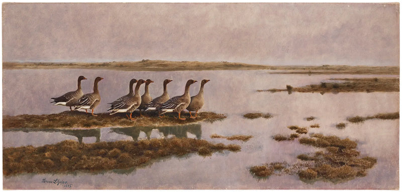Gansos en humedales - Bruno Liljefors
